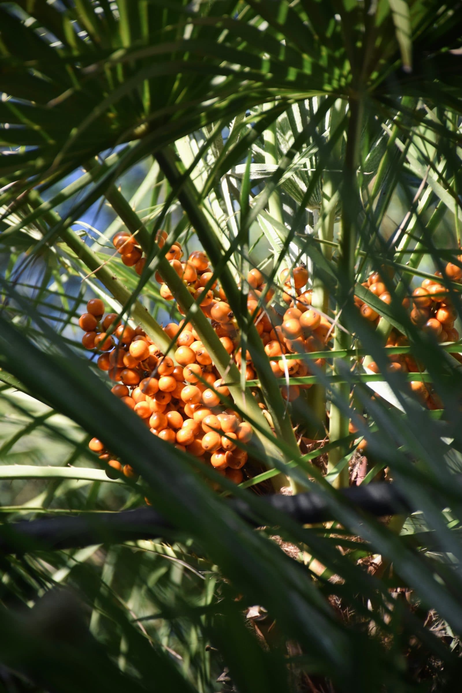 Date palm with orange berries