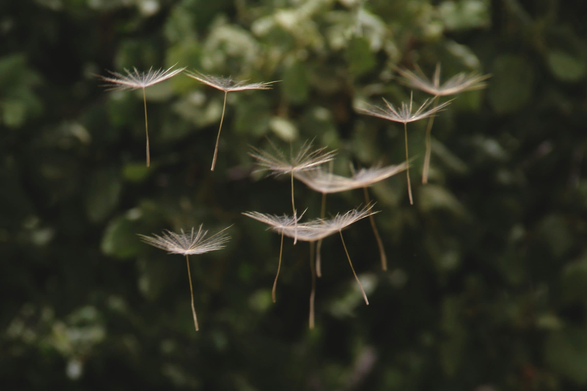 Dandelion seeds floating