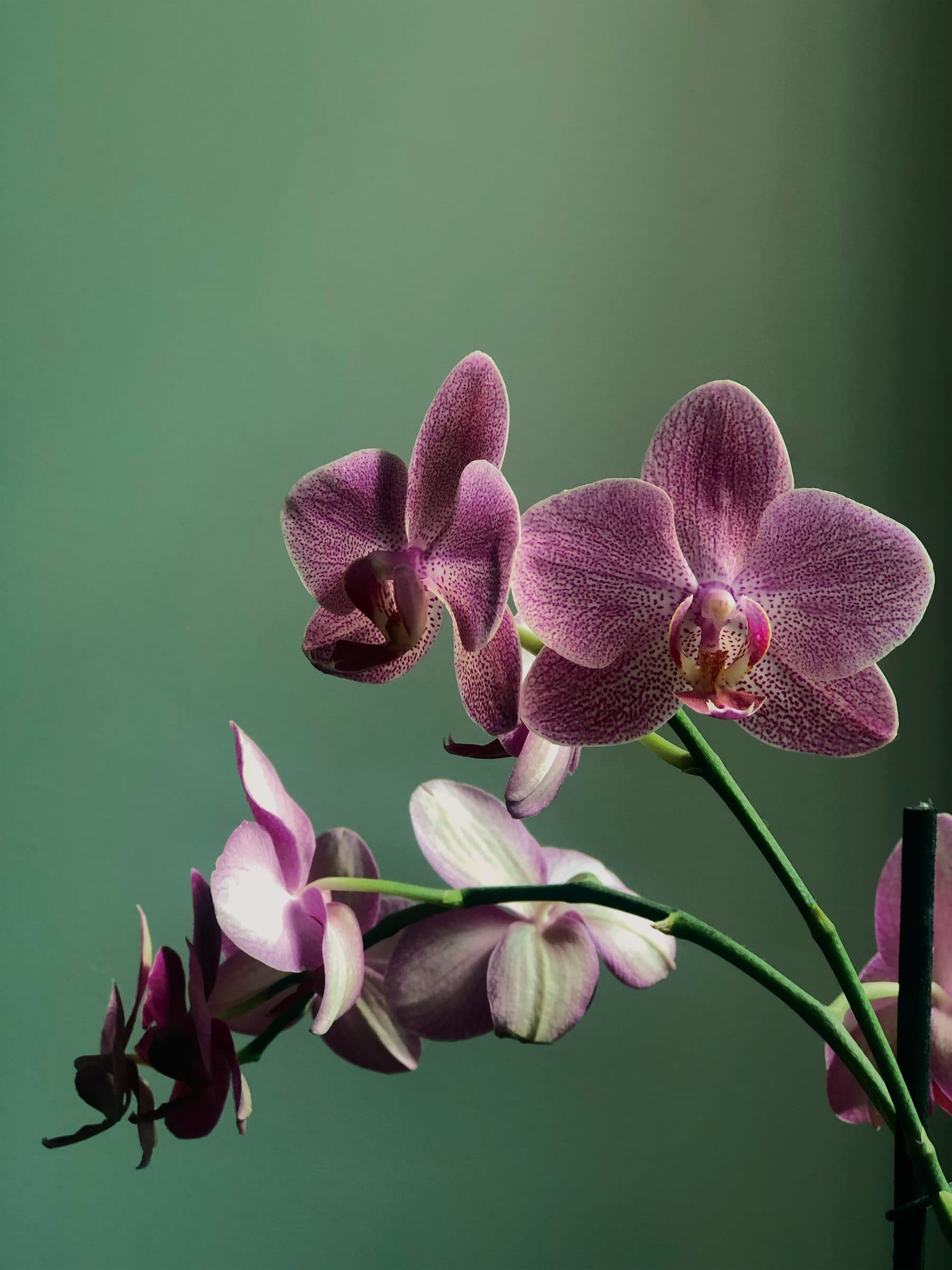 Pink orchid