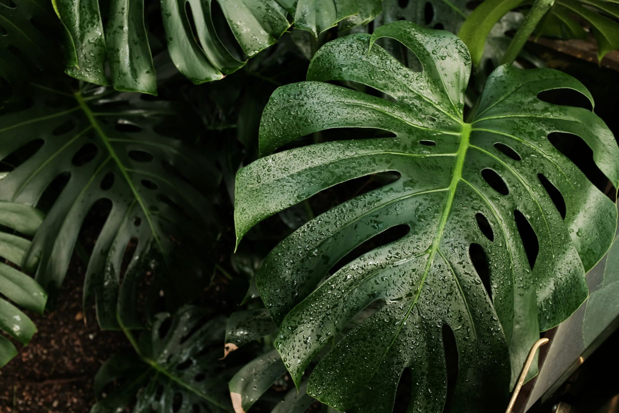 Monstera leaves